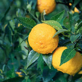 Infusion en gelée Yuzu Citron de Corée 510G Santé Nat Hersée Paris 9